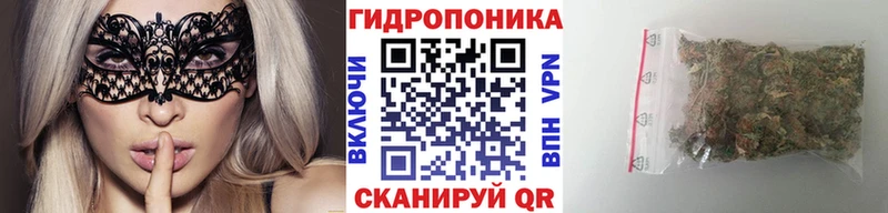 Канабис OG Kush  Кириши 